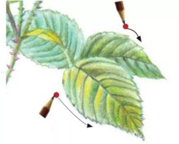 手绘彩铅唯美花朵步骤