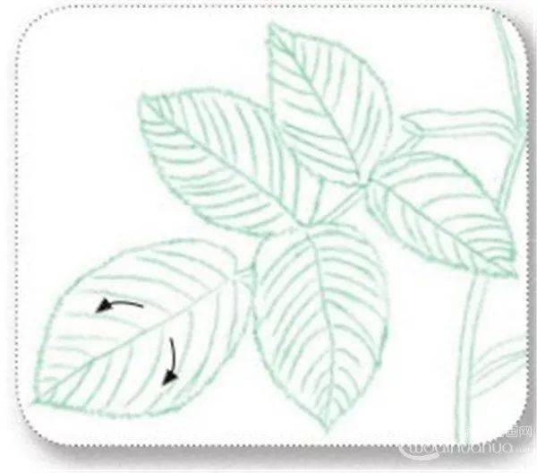 手绘彩铅唯美花朵步骤