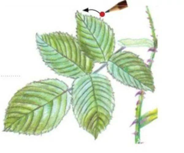 手绘彩铅唯美花朵步骤