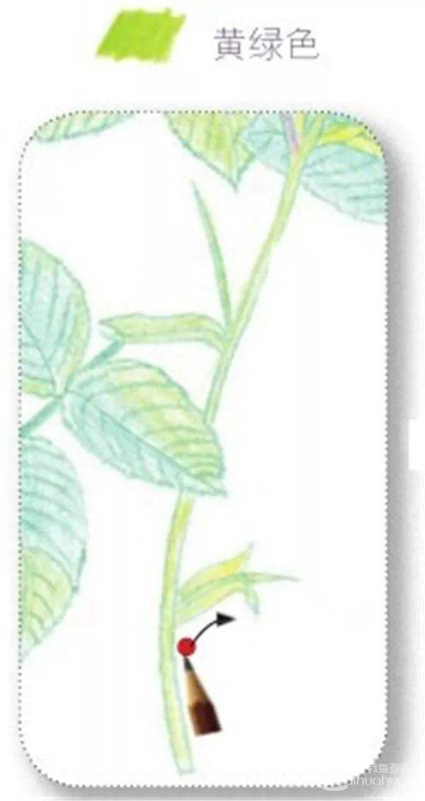 手绘彩铅唯美花朵步骤