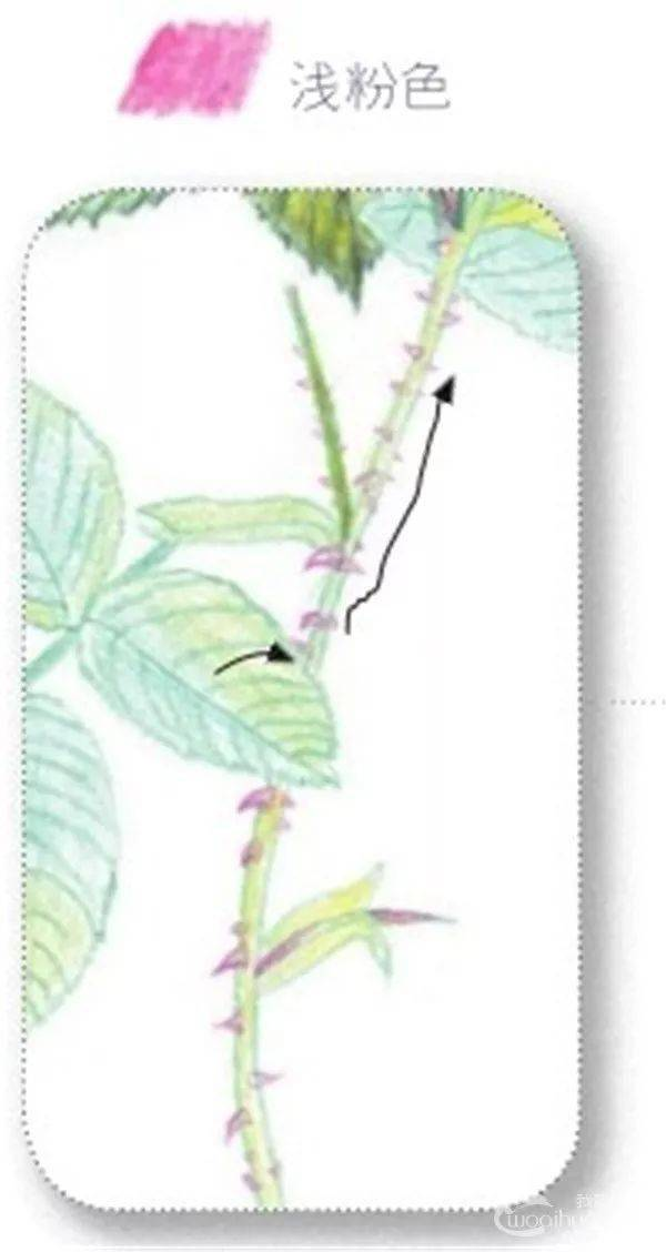 手绘彩铅唯美花朵步骤