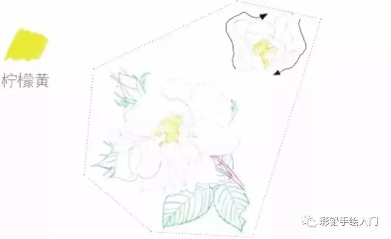 手绘彩铅唯美花朵步骤