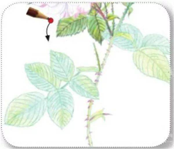 手绘彩铅唯美花朵步骤