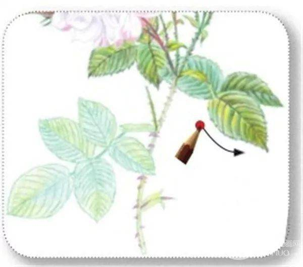 手绘彩铅唯美花朵步骤