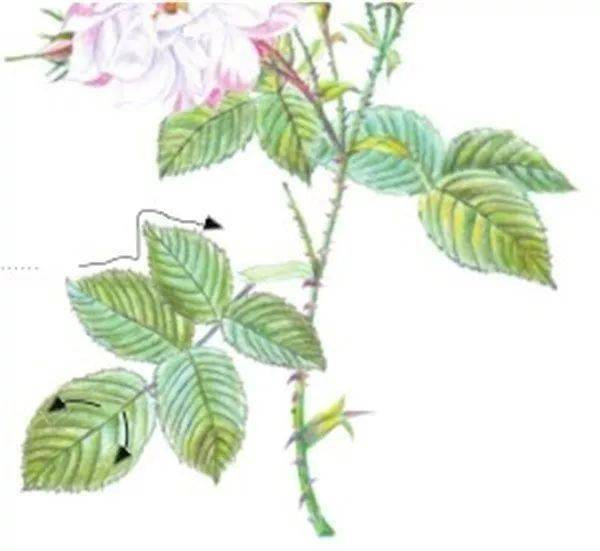 手绘彩铅唯美花朵步骤