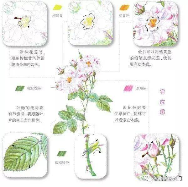 手绘彩铅唯美花朵步骤
