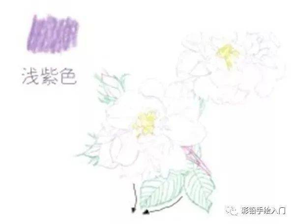 手绘彩铅唯美花朵步骤