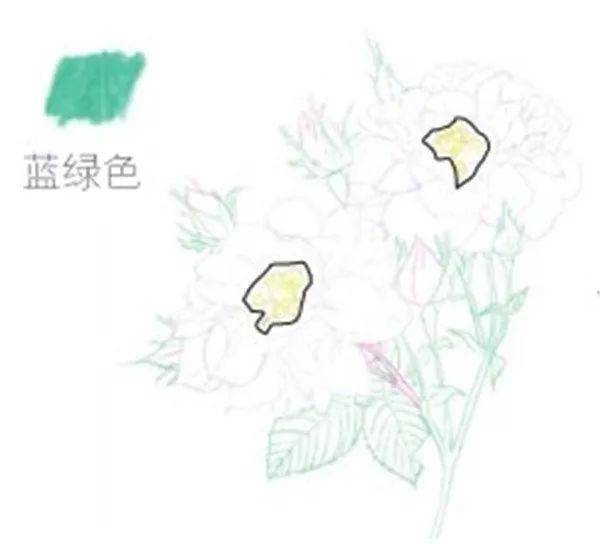 手绘彩铅唯美花朵步骤