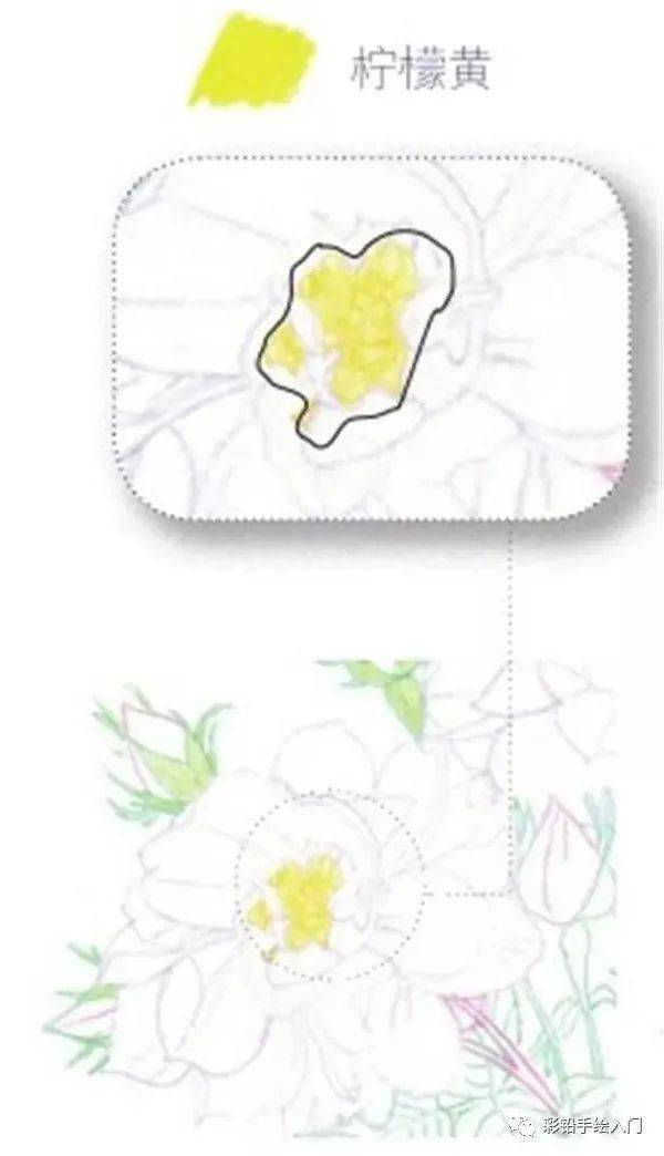 手绘彩铅唯美花朵步骤