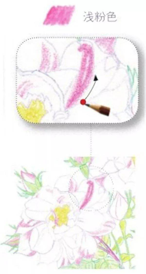 手绘彩铅唯美花朵步骤