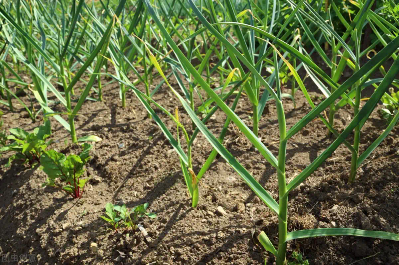 大蒜青蒜苗的种植技术