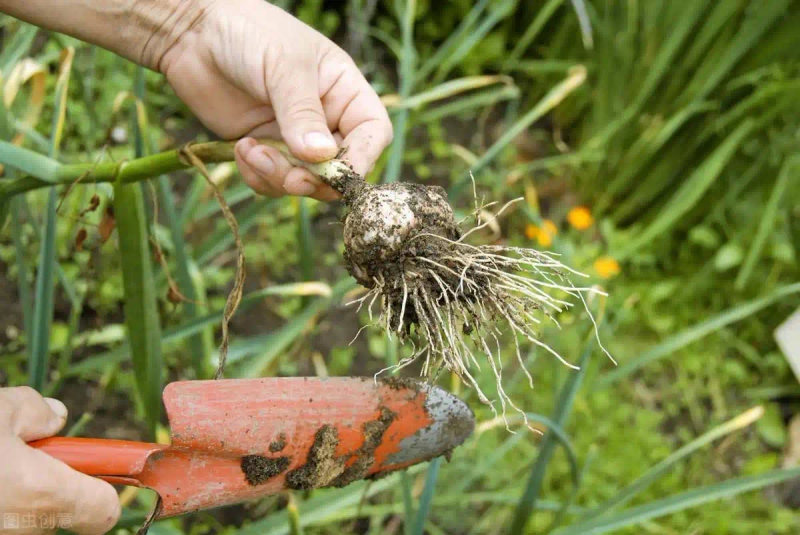 大蒜青蒜苗的种植技术