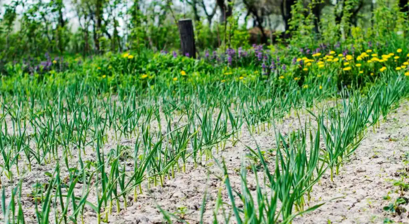大蒜青蒜苗的种植技术
