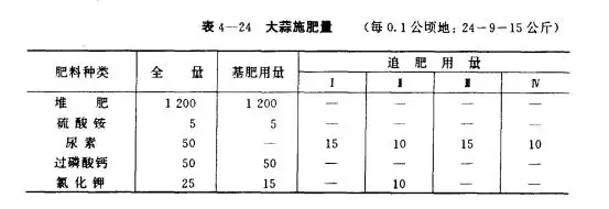 大蒜青蒜苗的种植技术