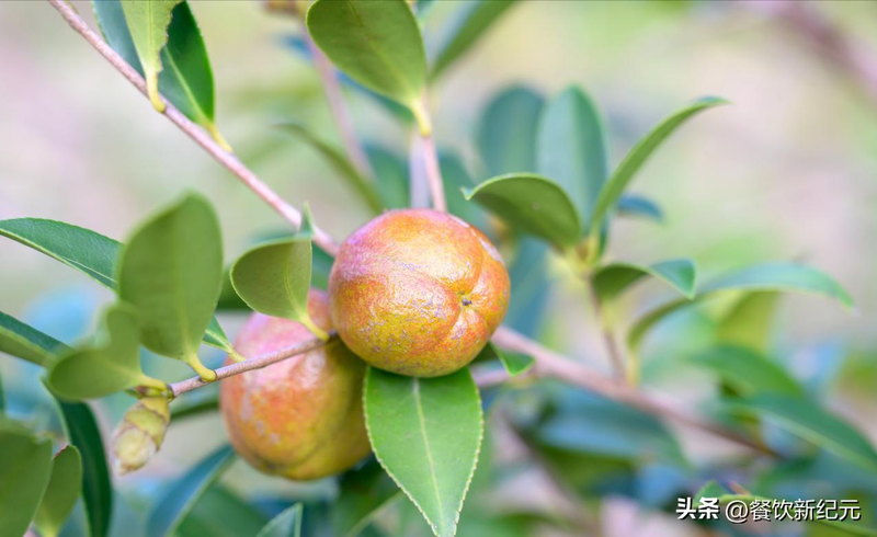 Mountain tea and oil tree planting techniques