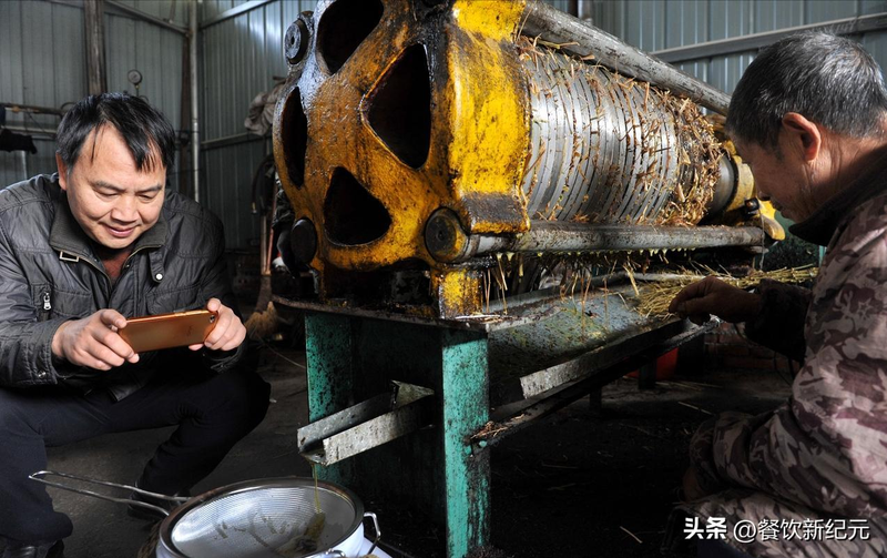 Mountain tea and oil tree planting techniques