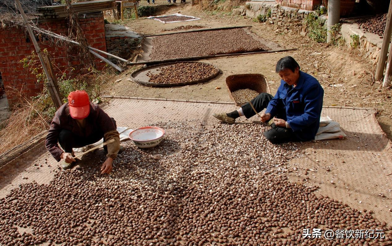 Mountain tea and oil tree planting techniques