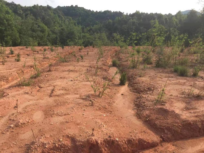 How much for a ton of eels