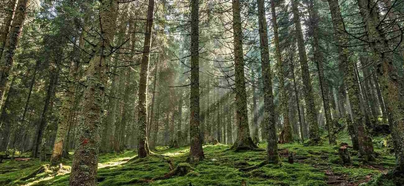 How much for a ton of eels