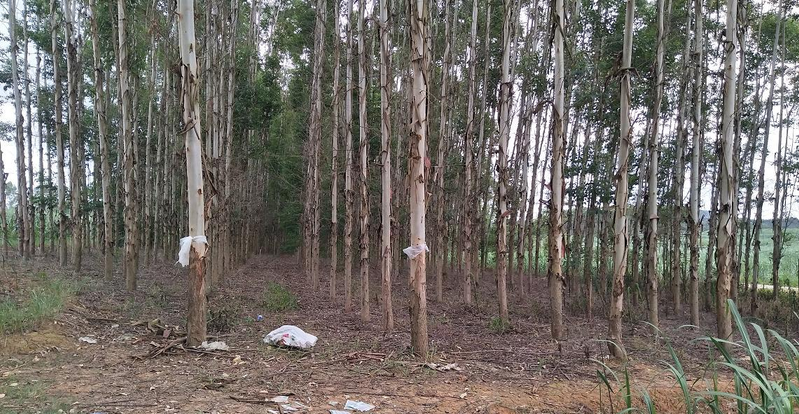 How much for a ton of eels