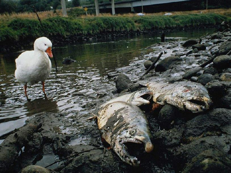 How much for a ton of eels