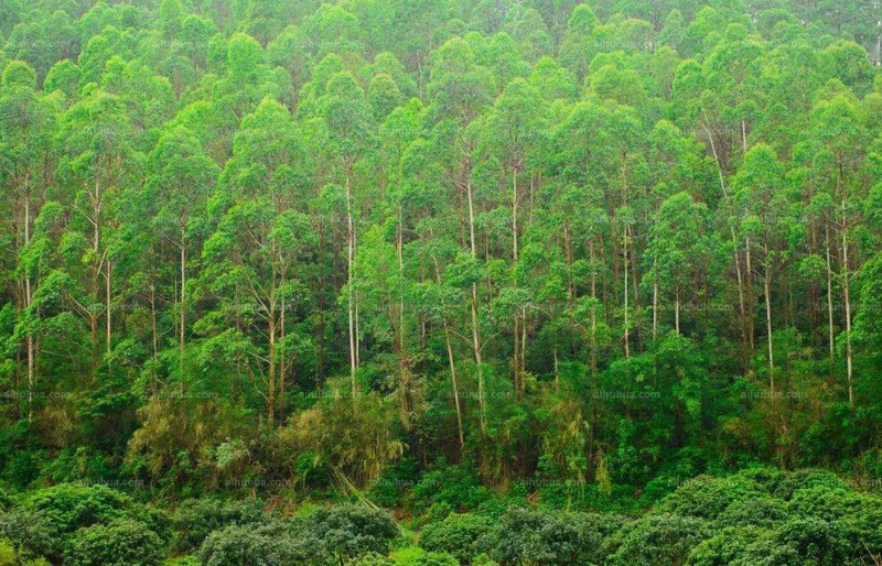 How much for a ton of eels