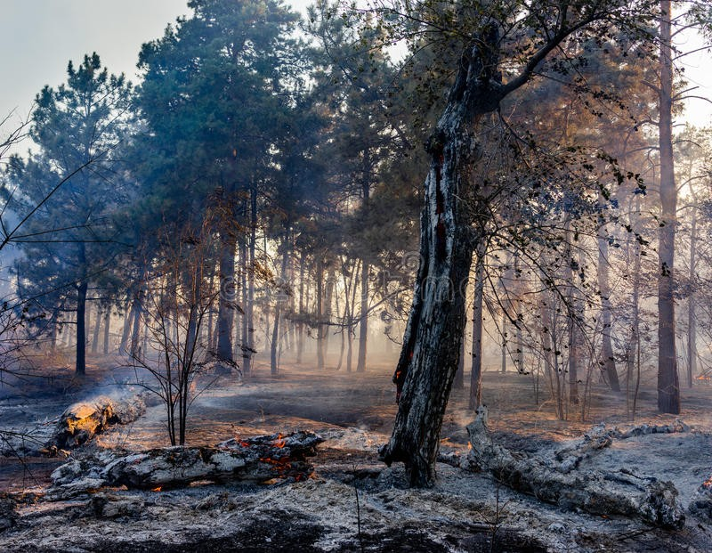 How much for a ton of eels