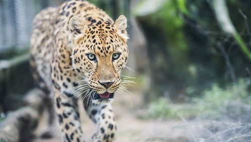 杭州富阳野生动物园门票价格