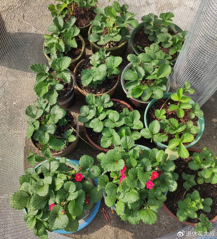 草莓的种植方法和时间