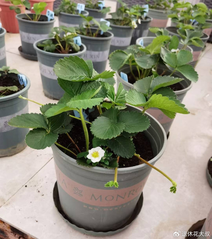 草莓的种植方法和时间