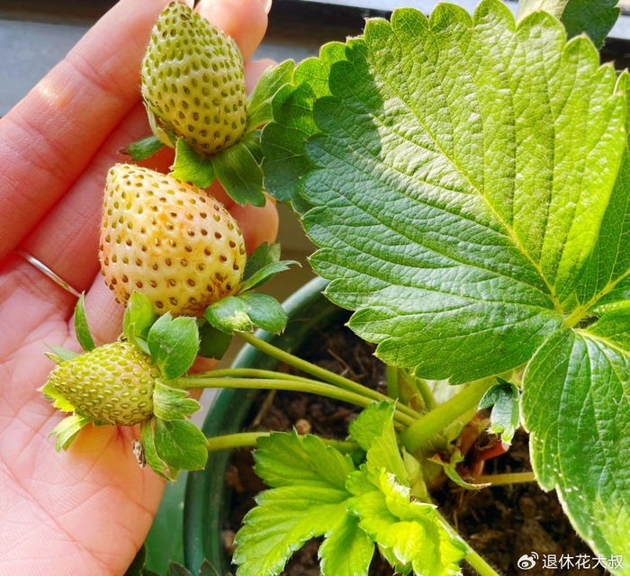 草莓的种植方法和时间