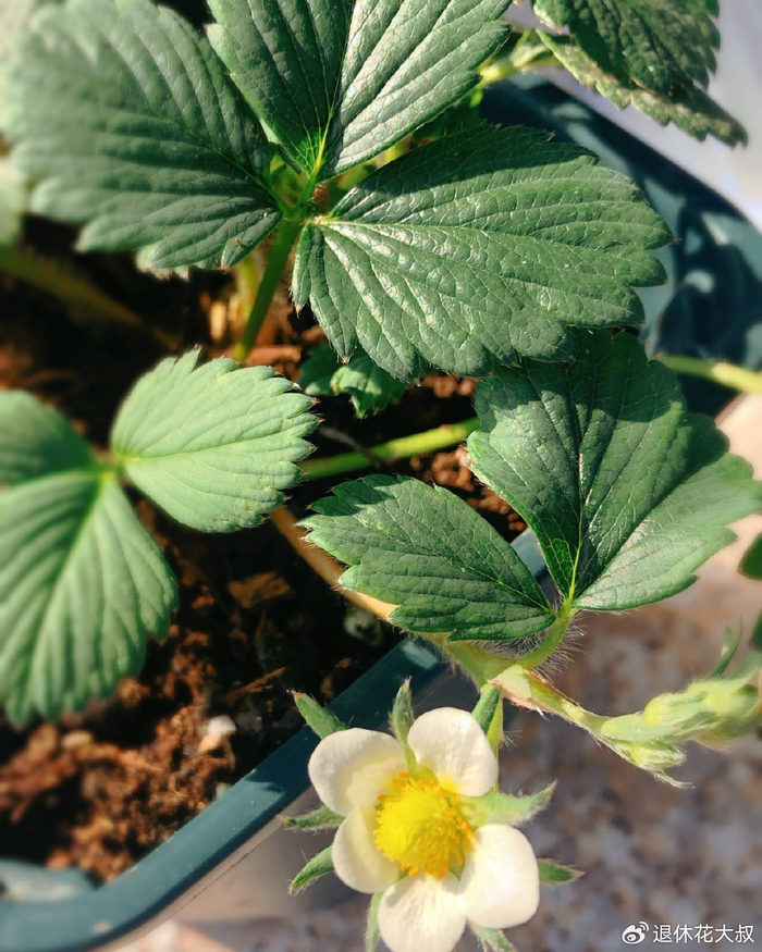 草莓的种植方法和时间