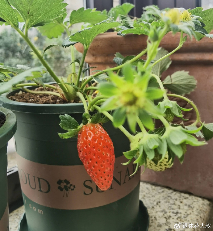 草莓的种植方法和时间