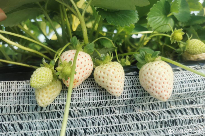 草莓的种植方法和时间