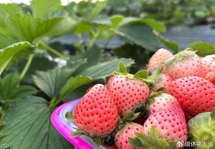 草莓的种植方法和时间