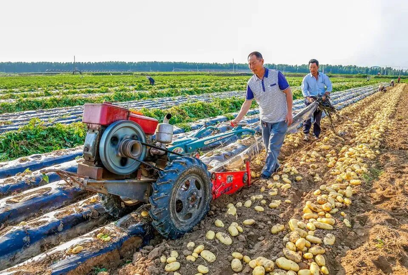 滕州大棚土豆种植技术