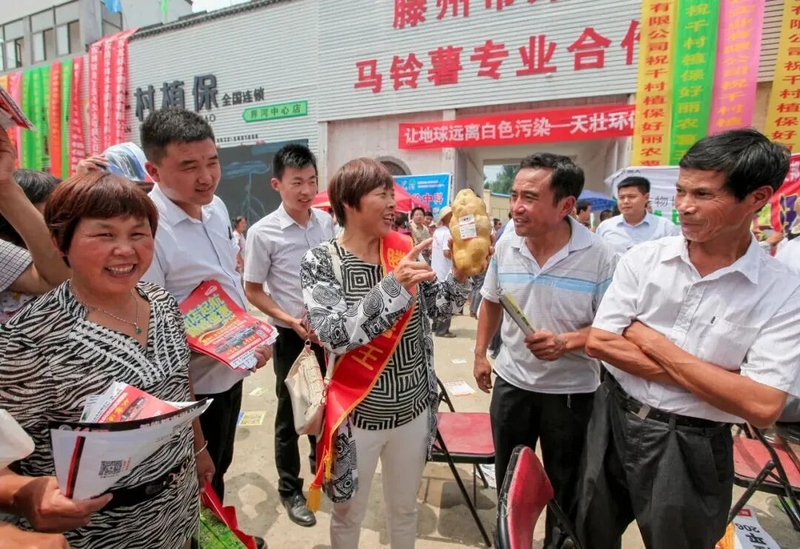 滕州大棚土豆种植技术