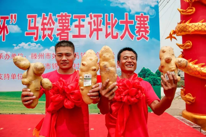 滕州大棚土豆种植技术