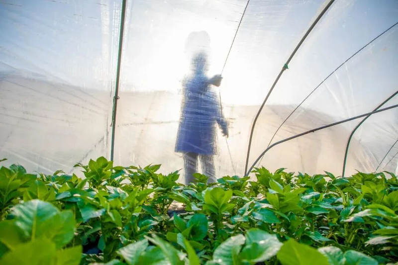 滕州大棚土豆种植技术