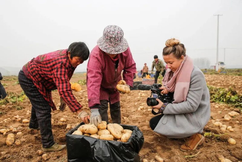 滕州大棚土豆种植技术