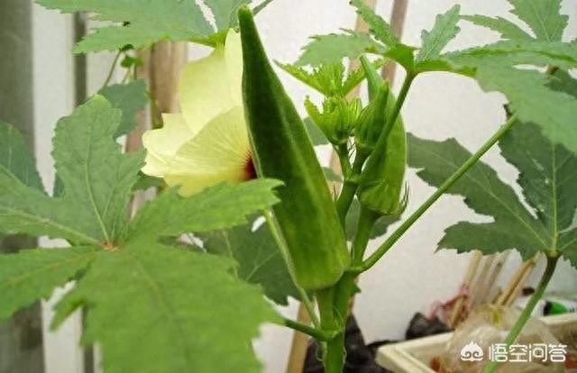 What's the method of planting the aoi