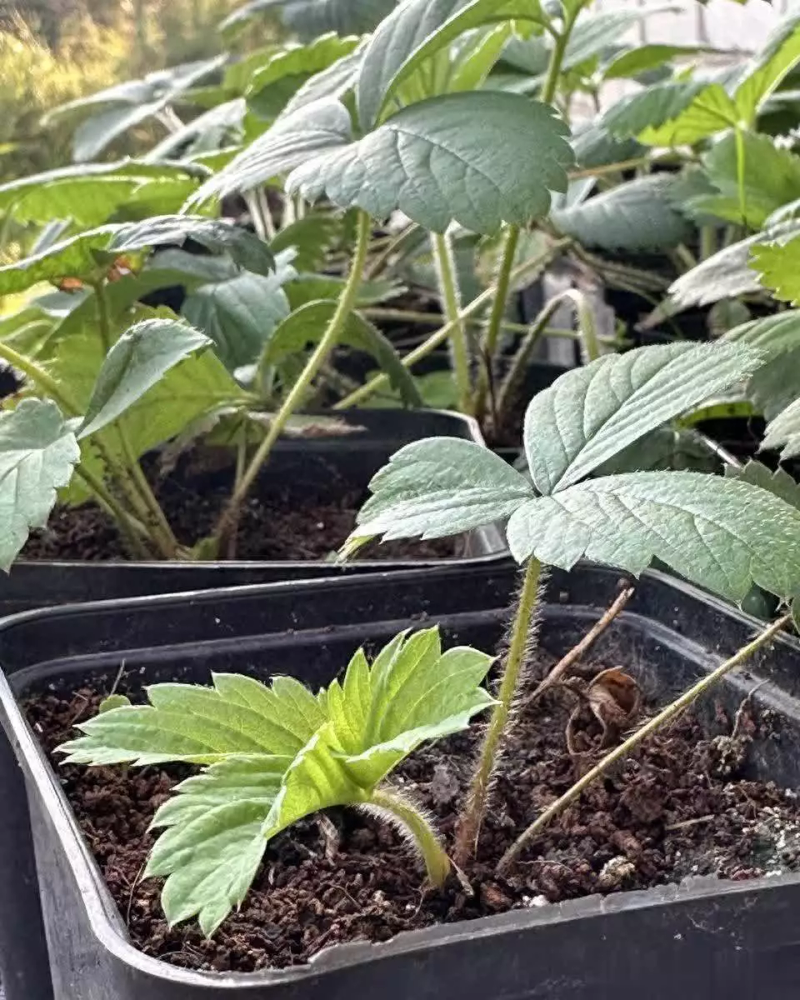 草莓的种植方法和时间