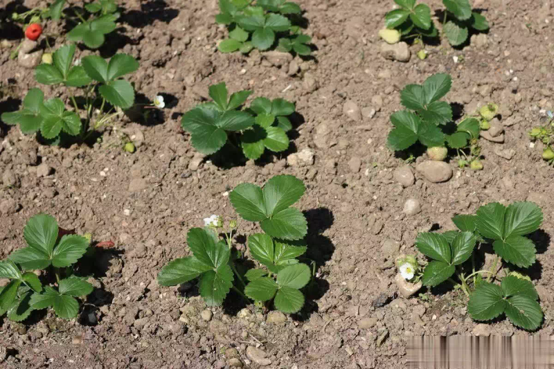 草莓的种植方法和时间