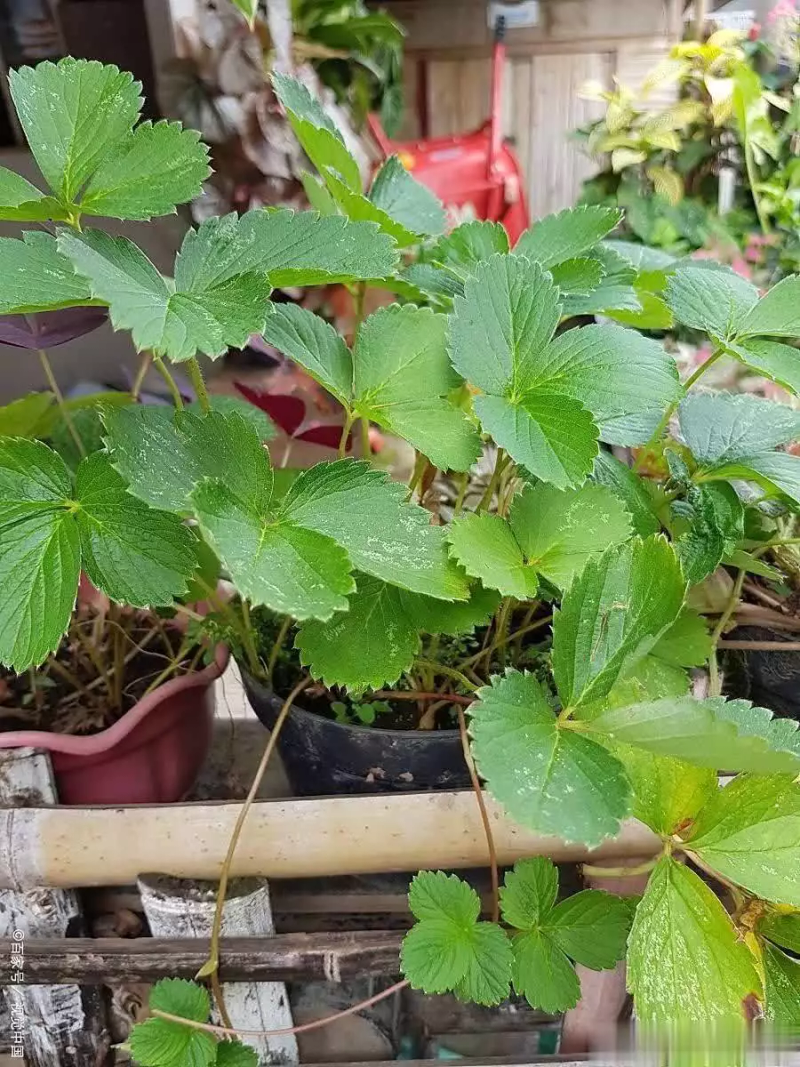 草莓的种植方法和时间