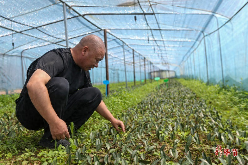 Mountain tea and oil tree planting techniques