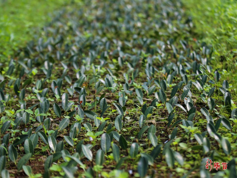Mountain tea and oil tree planting techniques