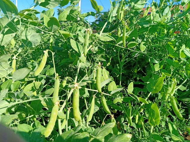 豌豆苗种植技术