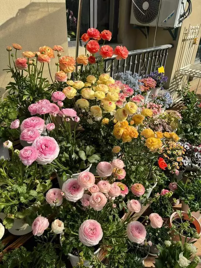 养花知识plantsword