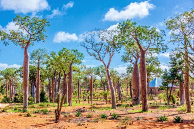 桉树多少钱一吨