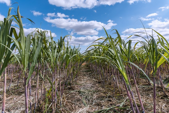 桉树多少钱一吨